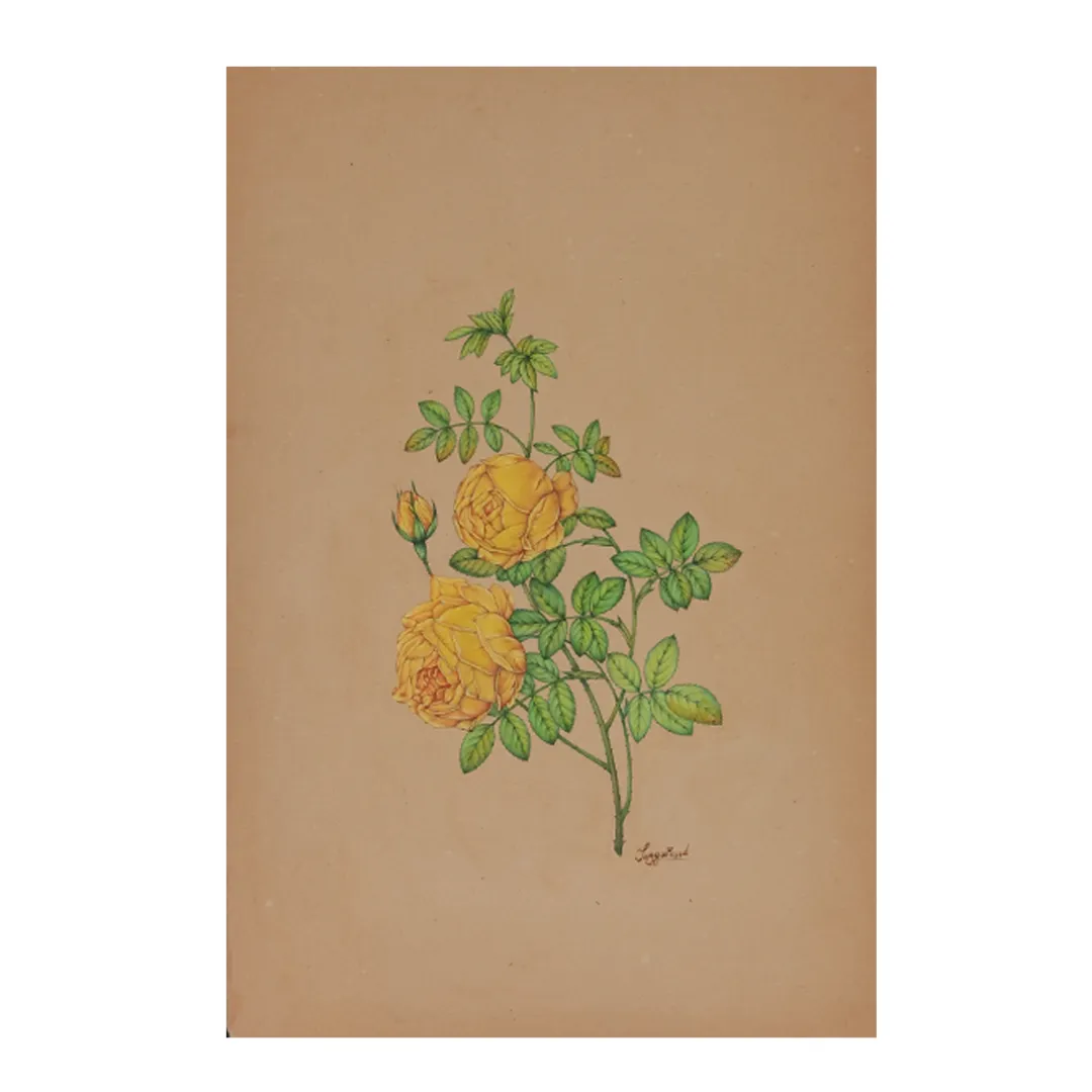 Yellow Rose Study