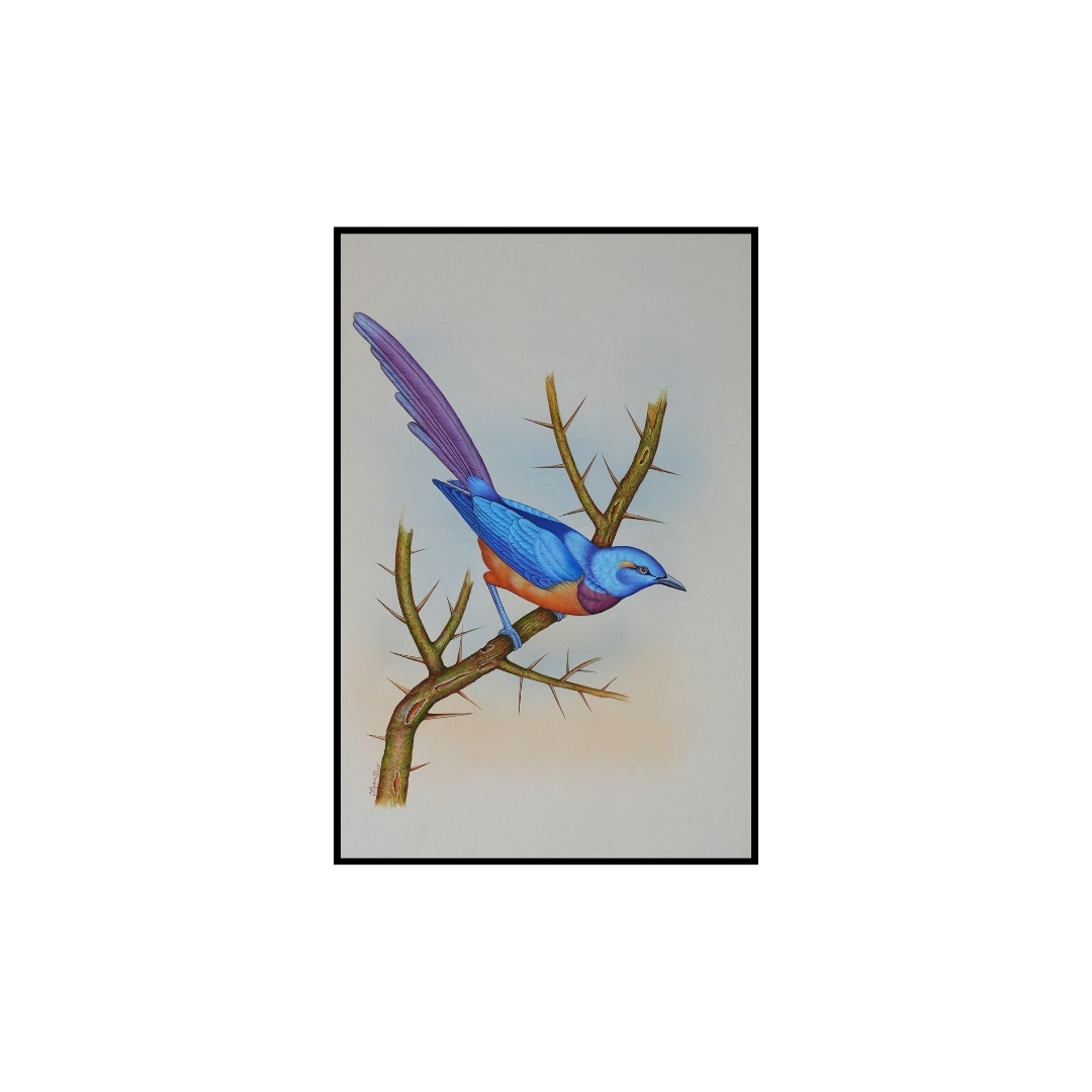 Blue Perch by Jaggu Prasad