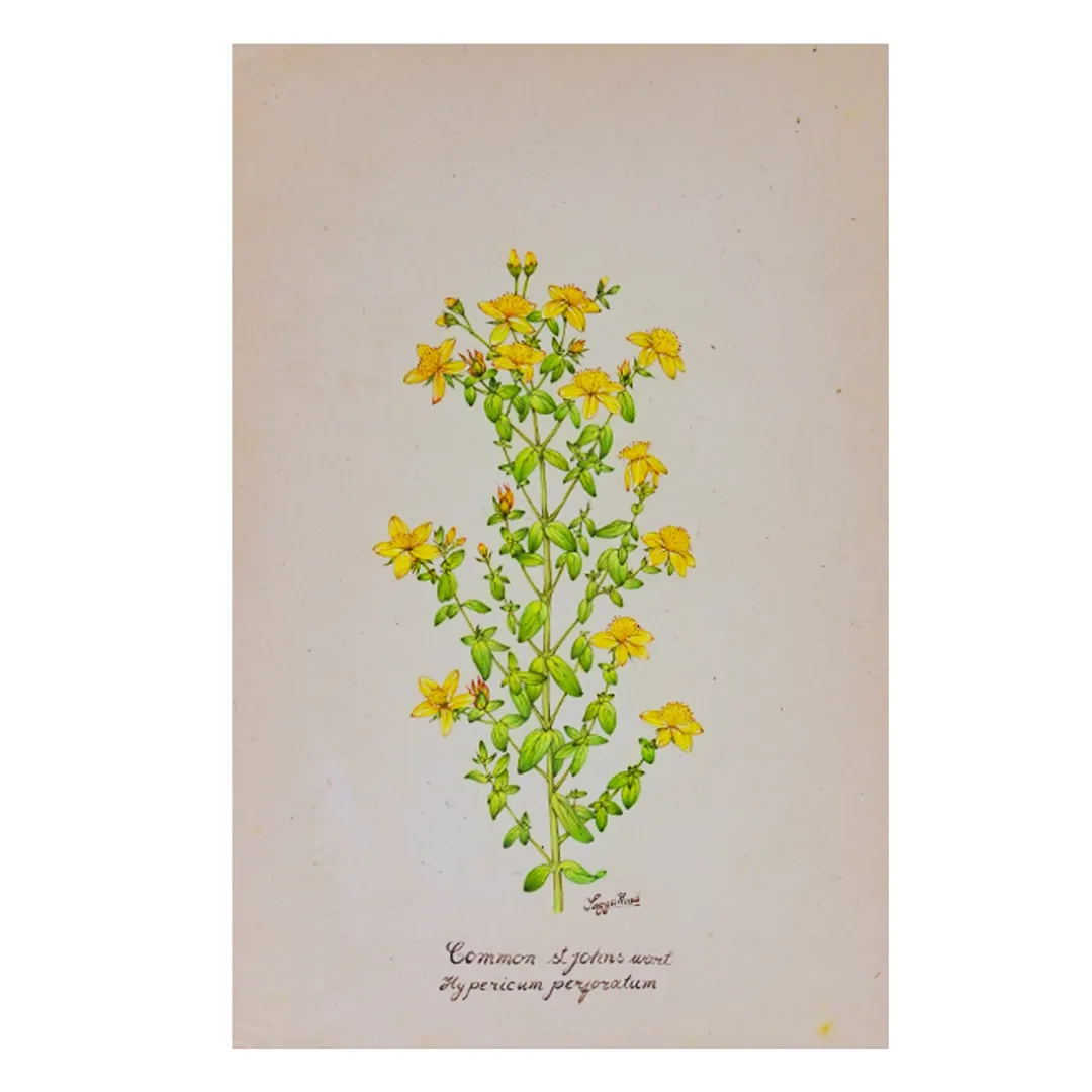 St. John’s Wort Cluster Study