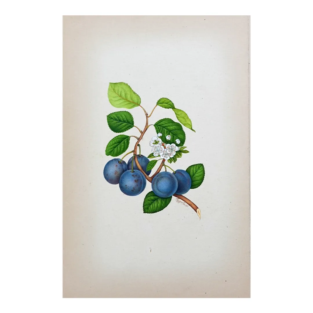 Indigo Plum Study