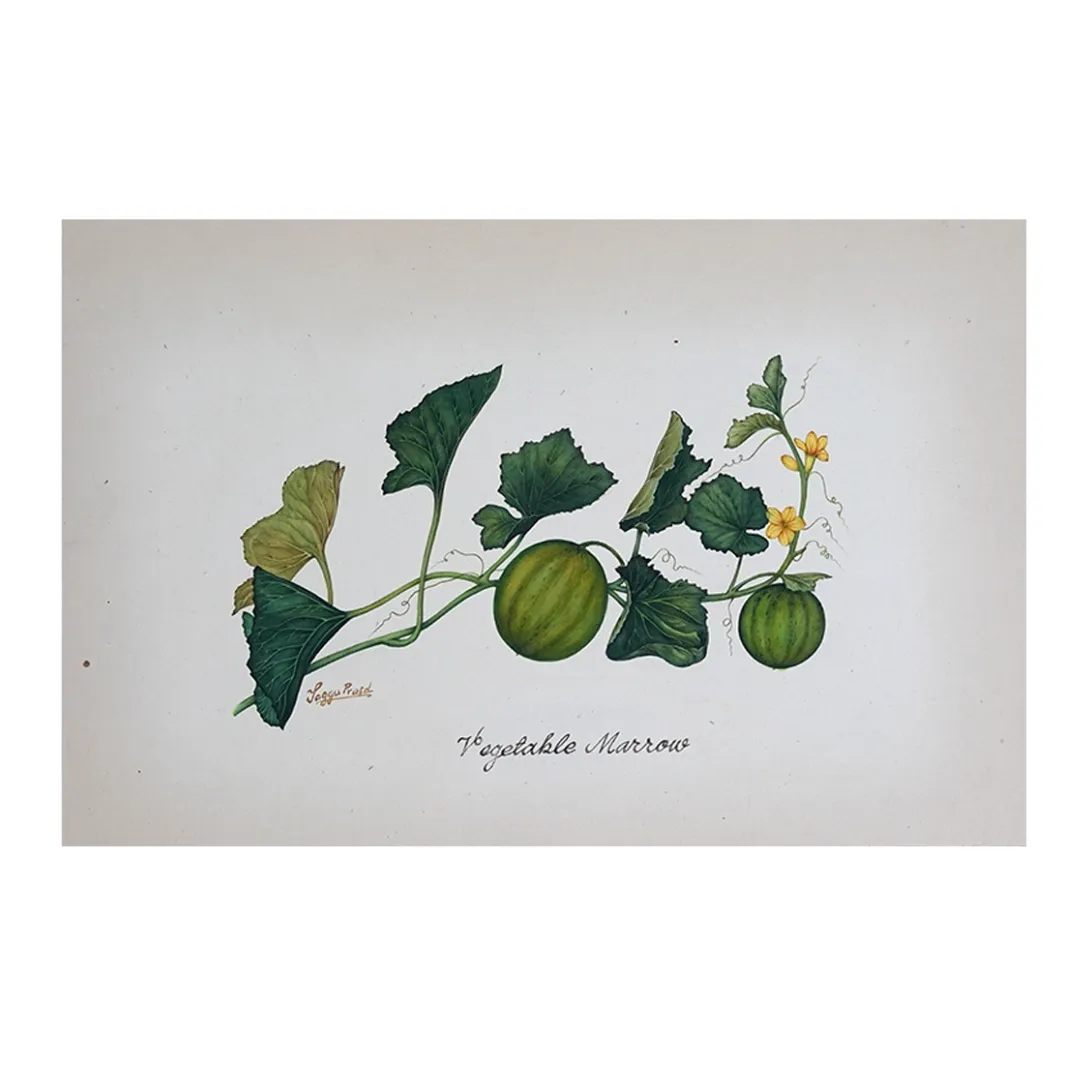 Marrow on the Vine