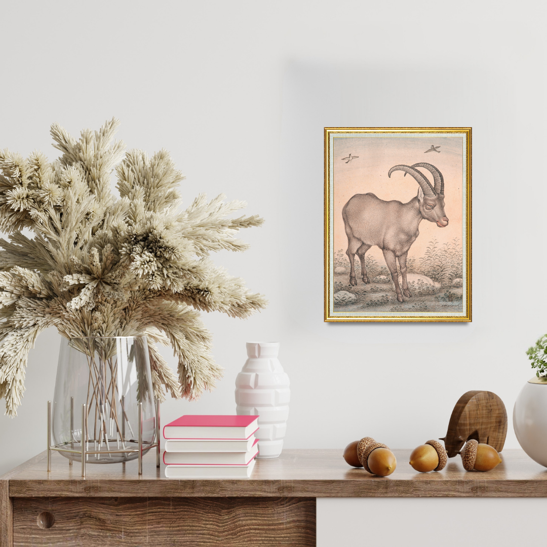 Still Presence of the Highland Wild Goat