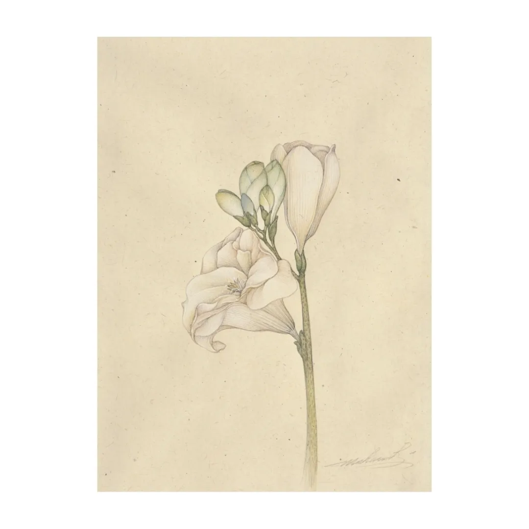 Freesia IV