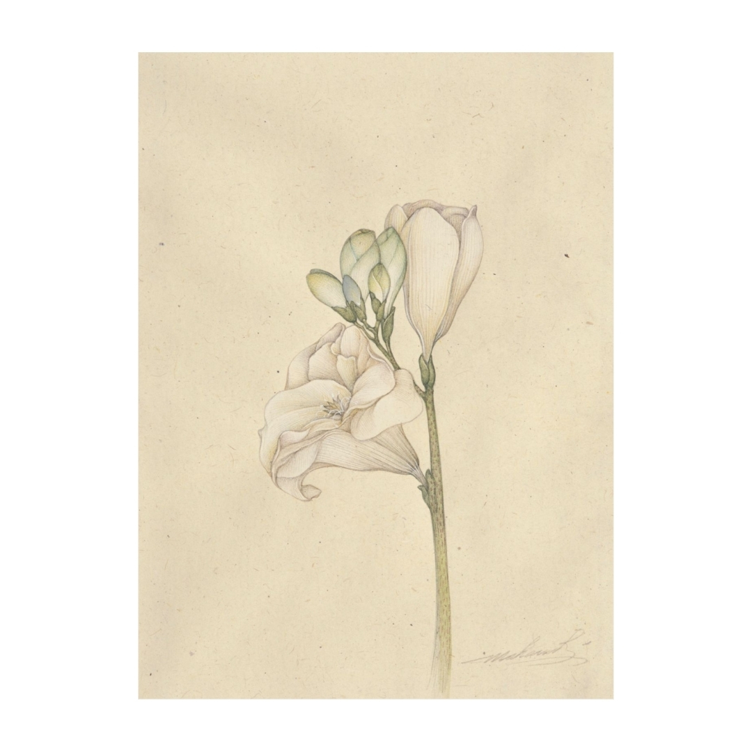 Freesia IV