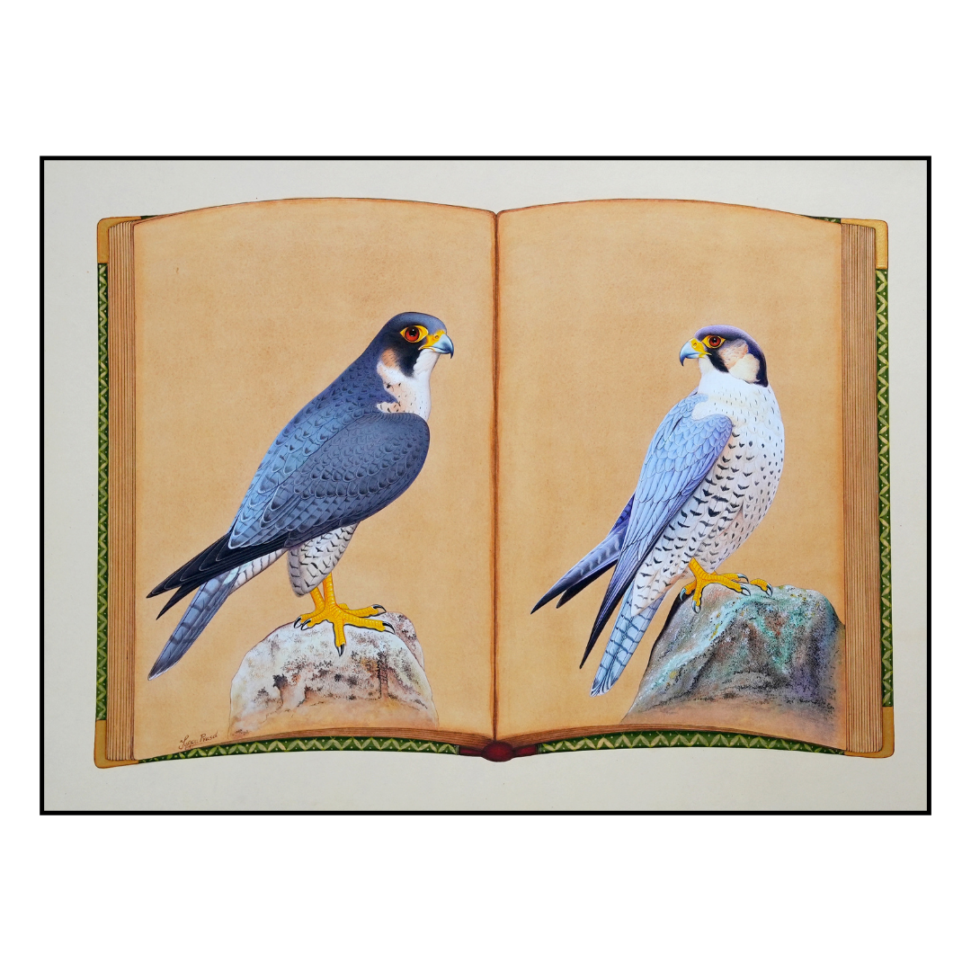 Falcon Folio - Edition 2