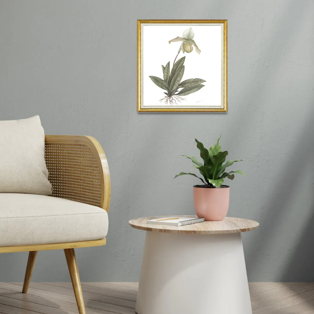 Orchid (Paphiopedilum Venustum Pfitzer)