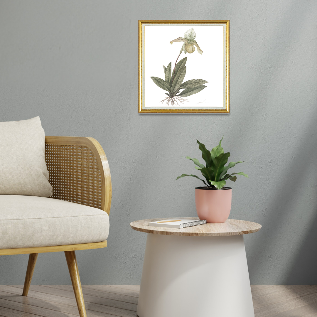 Orchid (Paphiopedilum Venustum Pfitzer)