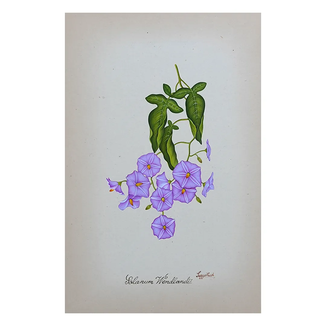 Crownflower Stillness