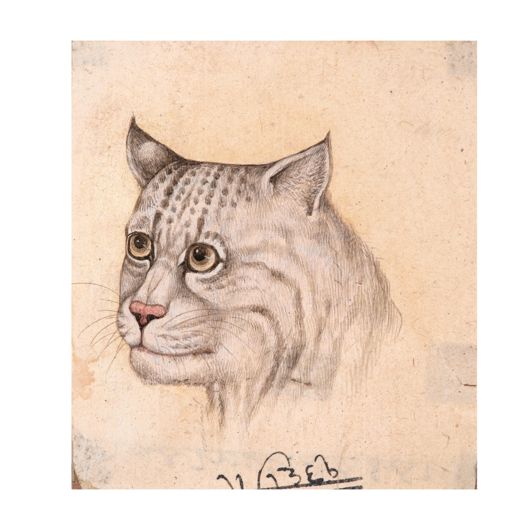 Gentle Watch of the Pale Wild Cat