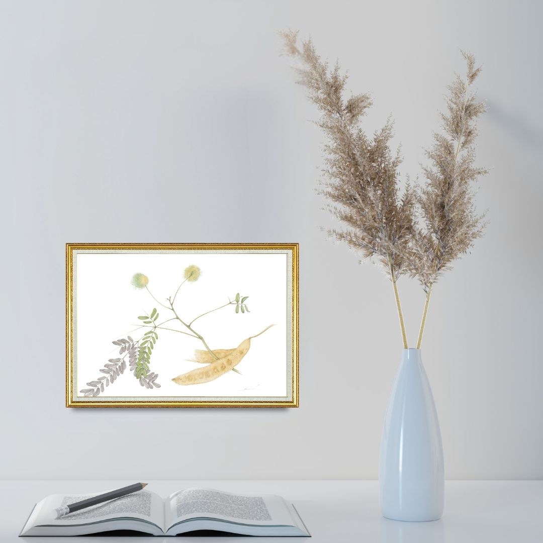 Shirisha (Albizia Lebbeck)