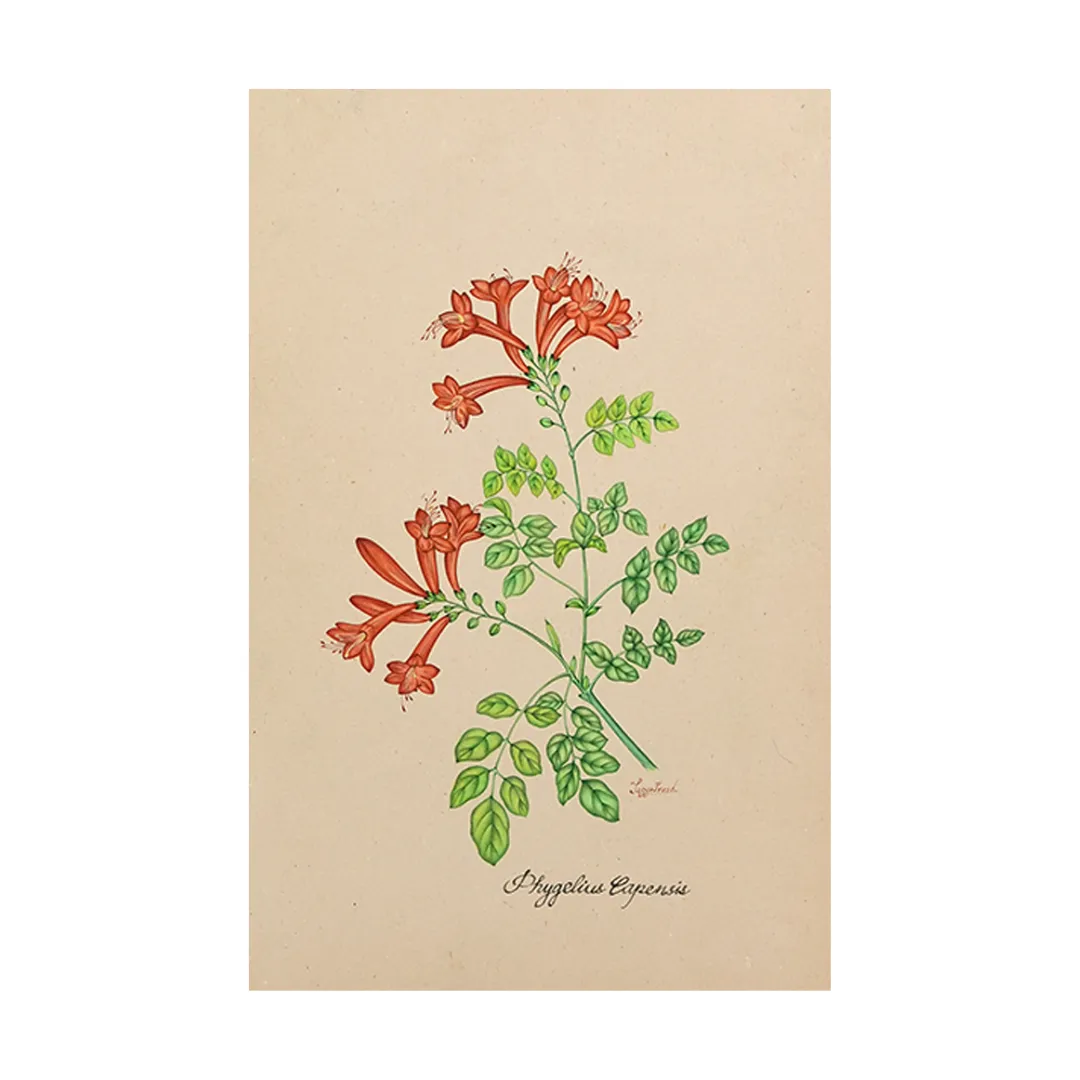 Coral Bellflower Study