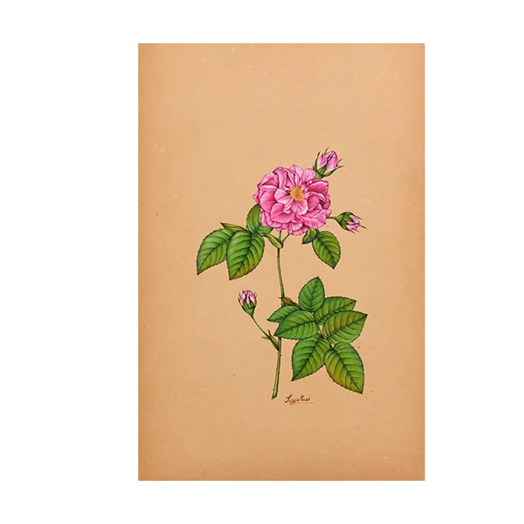 Soft Pink Rose Bloom