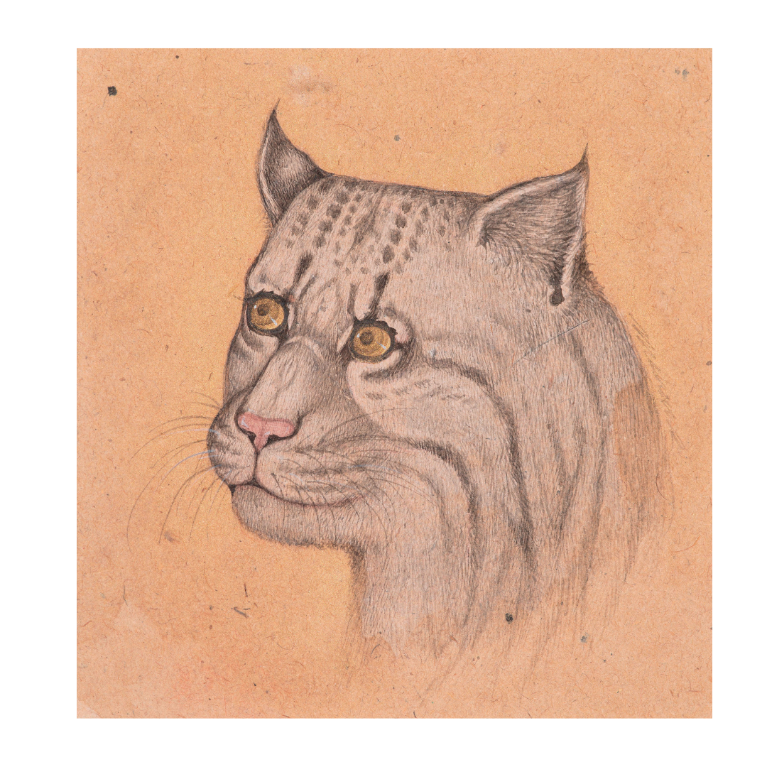 Soft Gaze of the Quiet Wild Cat