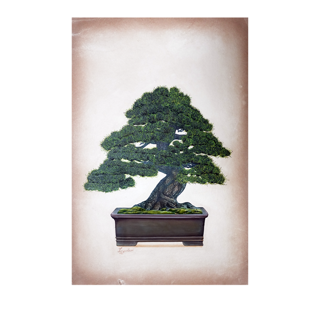 Bonsai II
