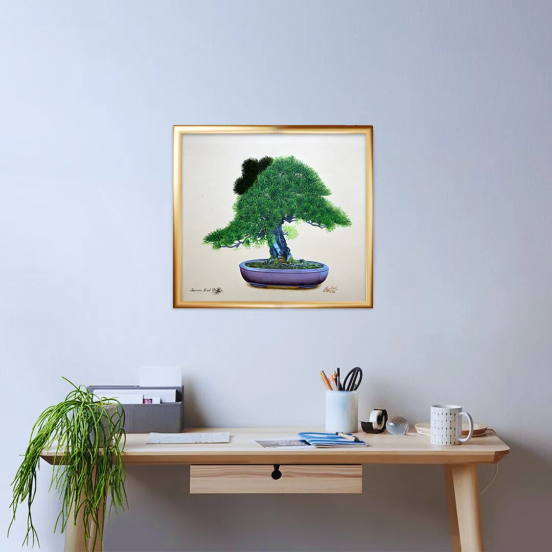 Japanese Red Pine