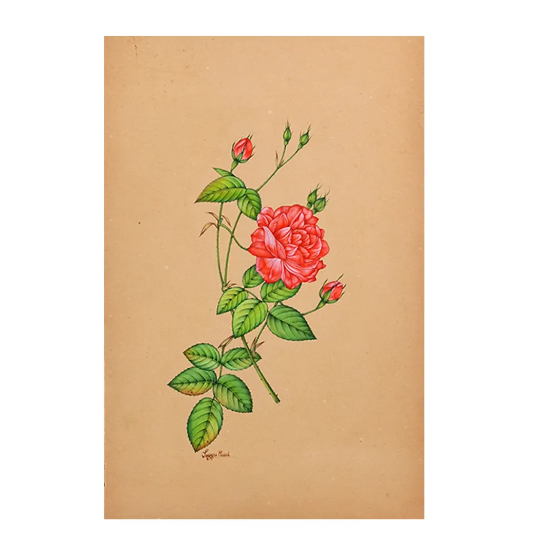 Red Garden Rose Study