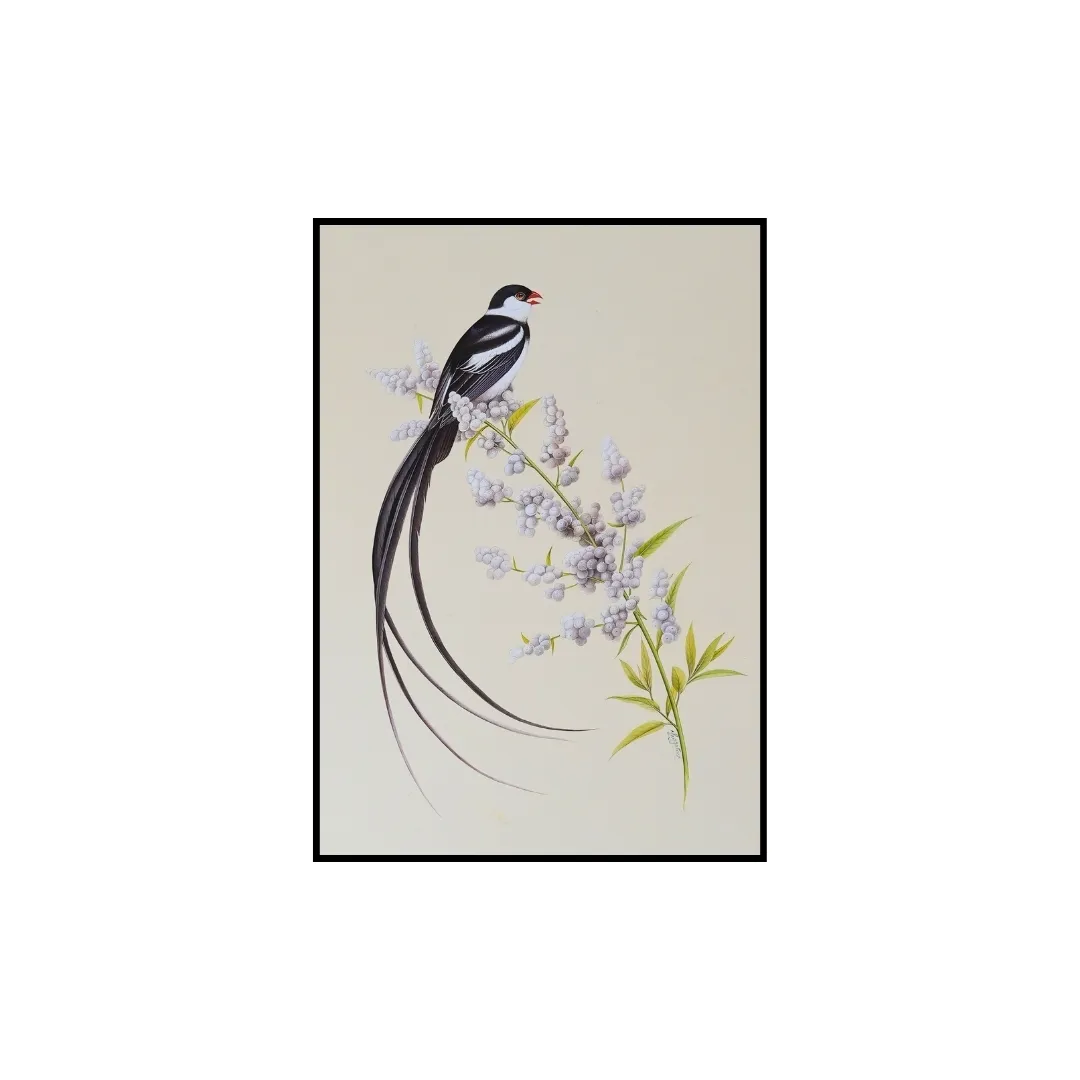 Pin Tailed Whydah Perch
