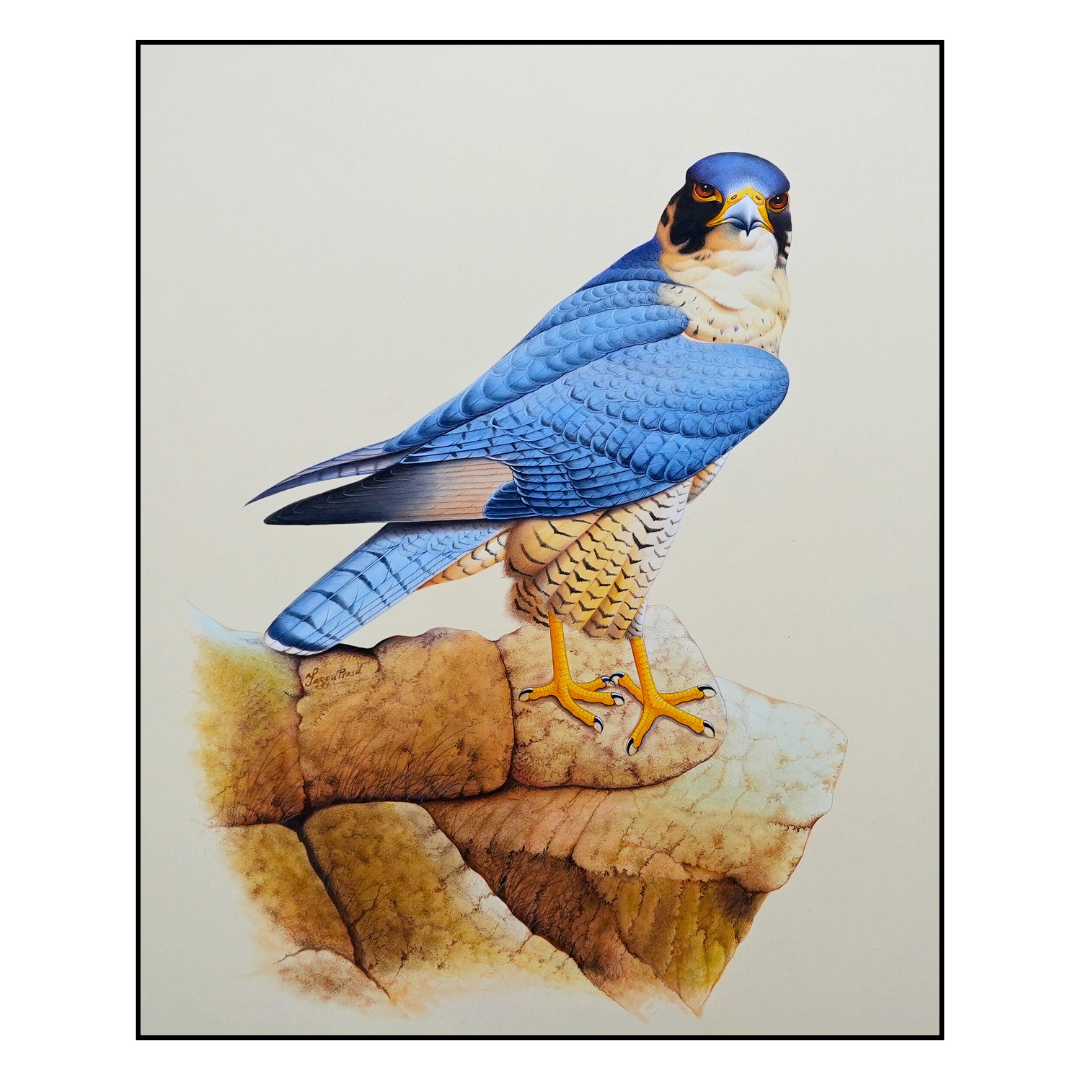 The Legacy: Falcon Folio 3