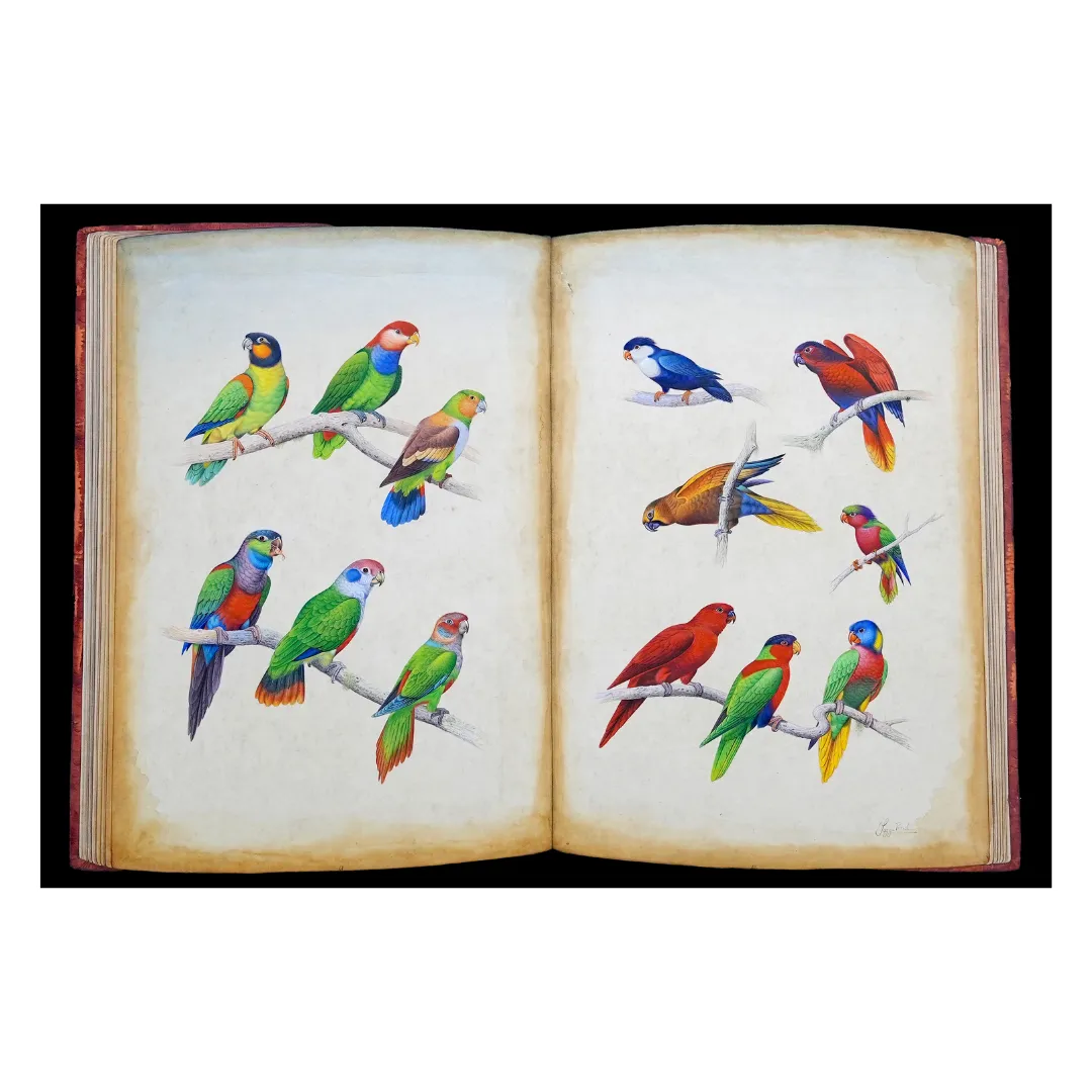 Avian Chronicle - Folio 1
