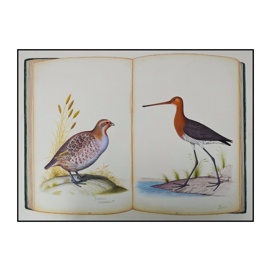 The Naturalists Journal