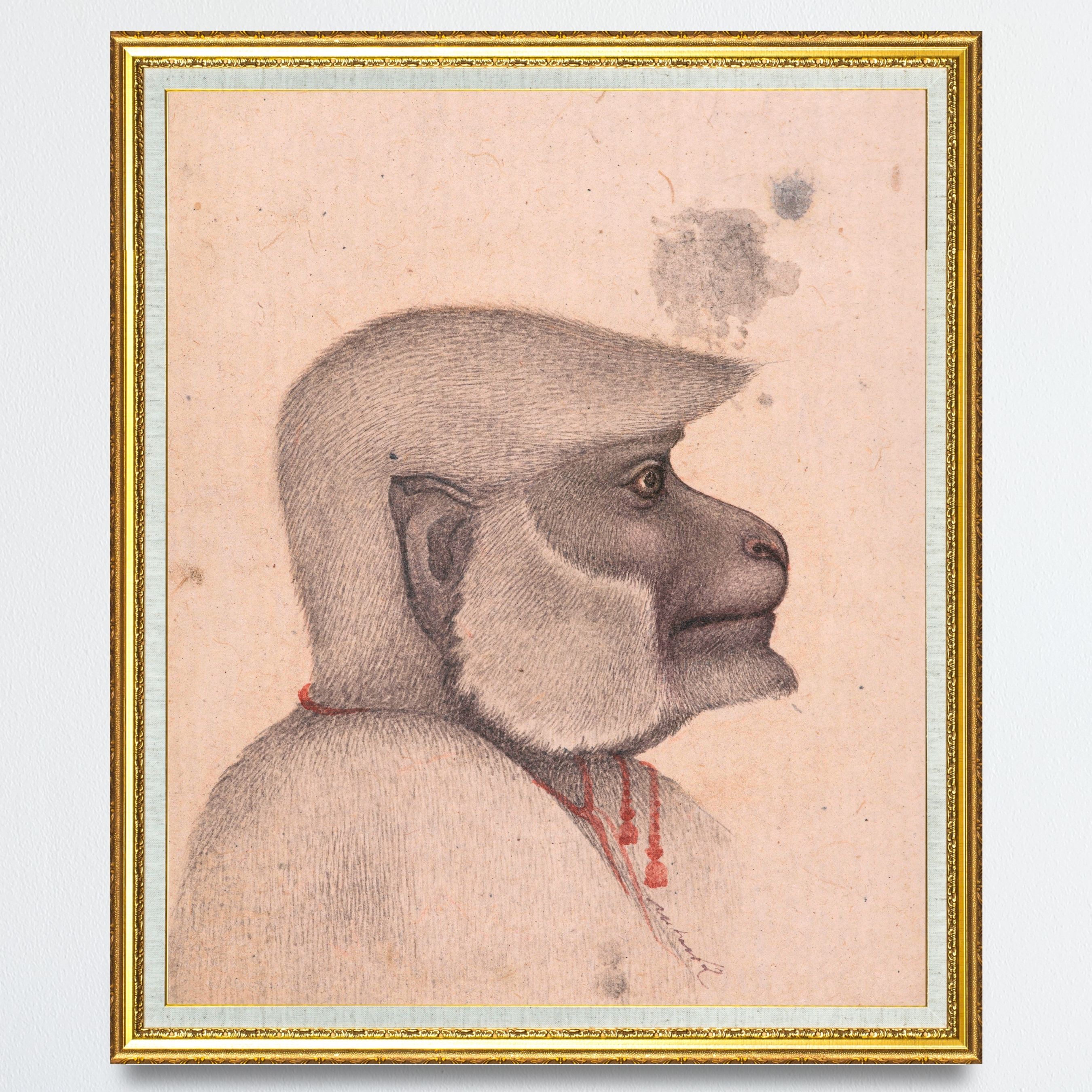 Profile of the Quiet Monkey