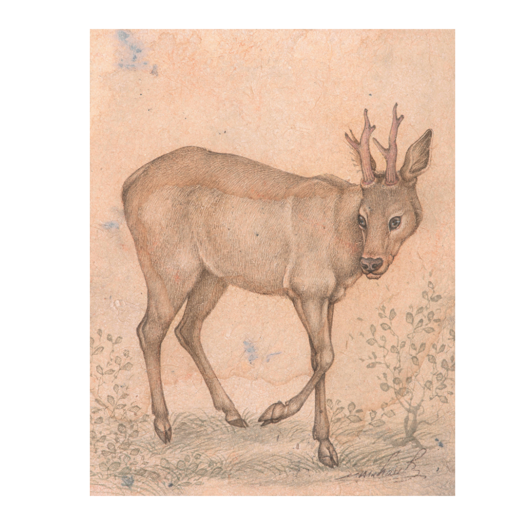 Quiet Turn of the Young Stag