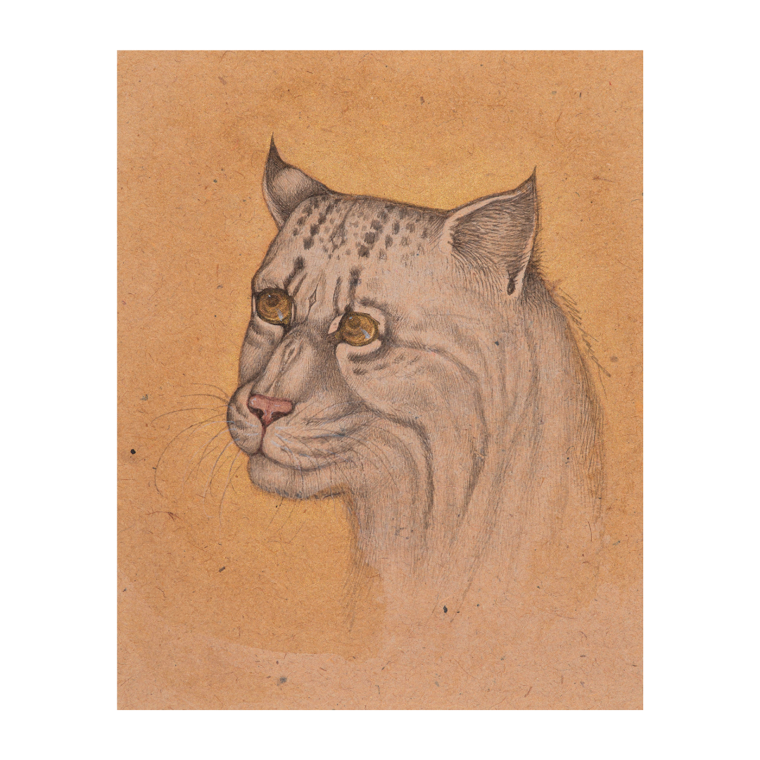 Calm Watch of the Wild Cat