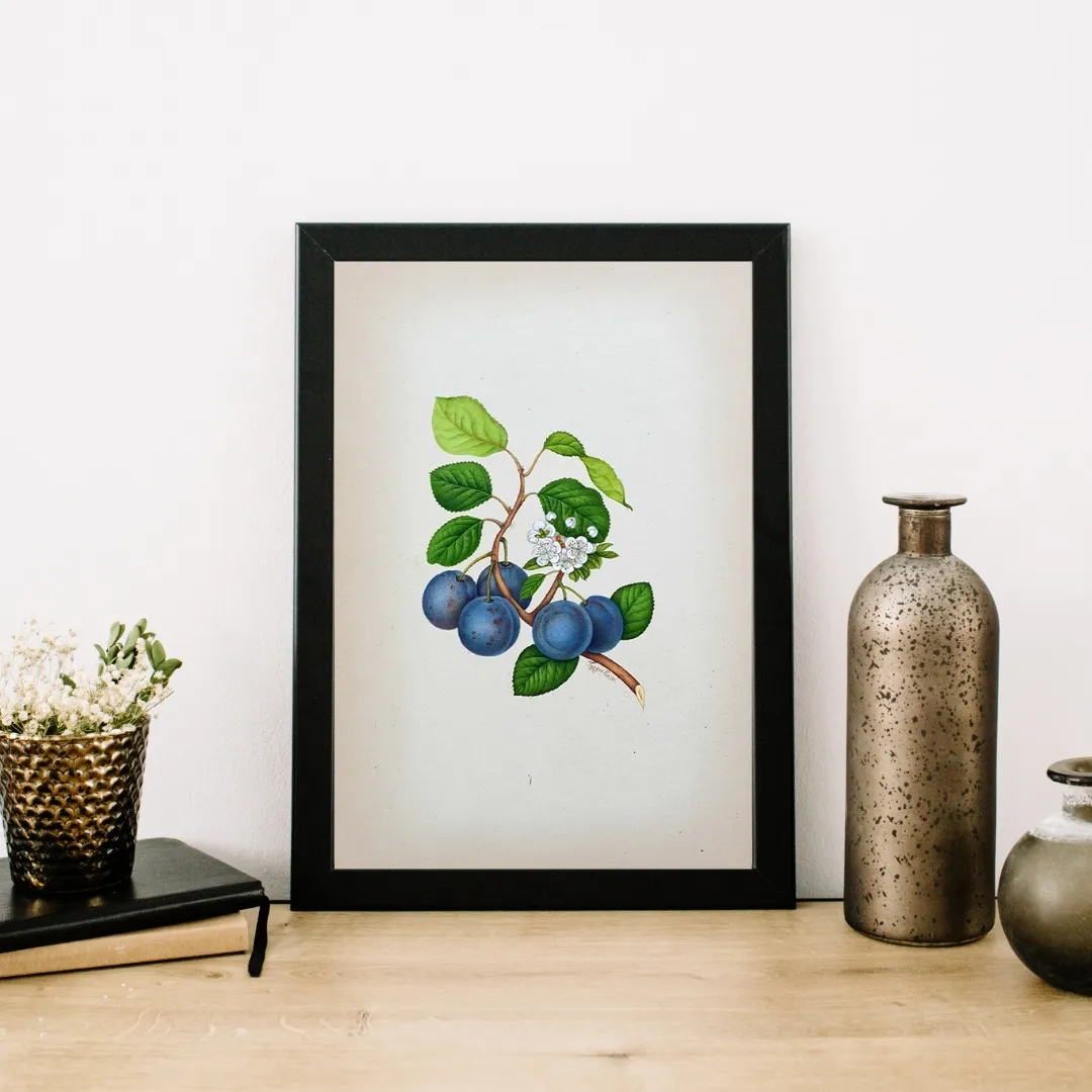 Indigo Plum Study