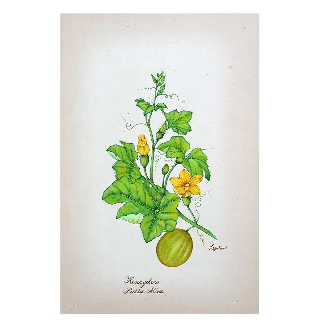 Honeydew Study