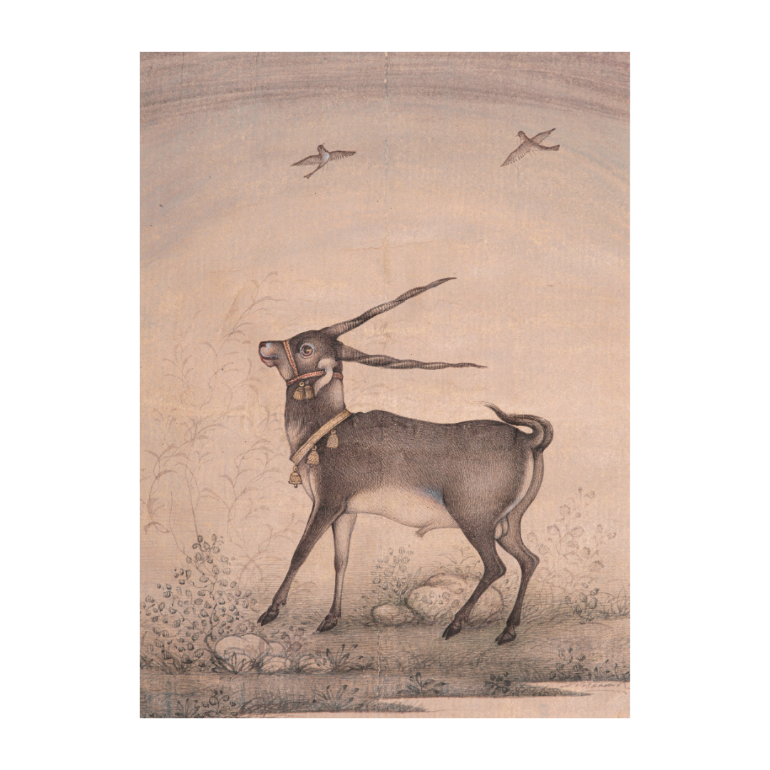 Graceful Step of the Blackbuck