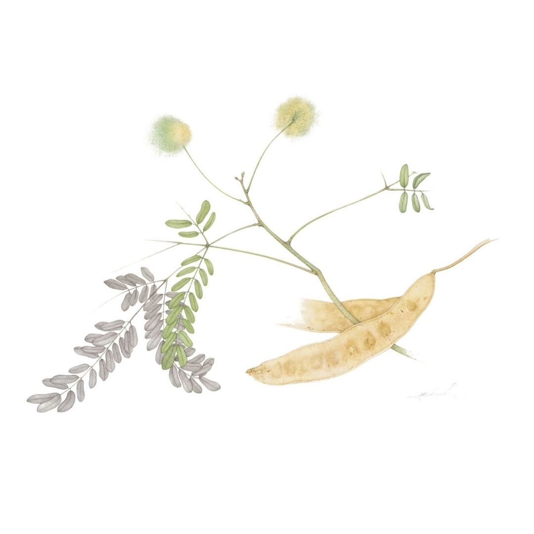 Shirisha (Albizia Lebbeck)