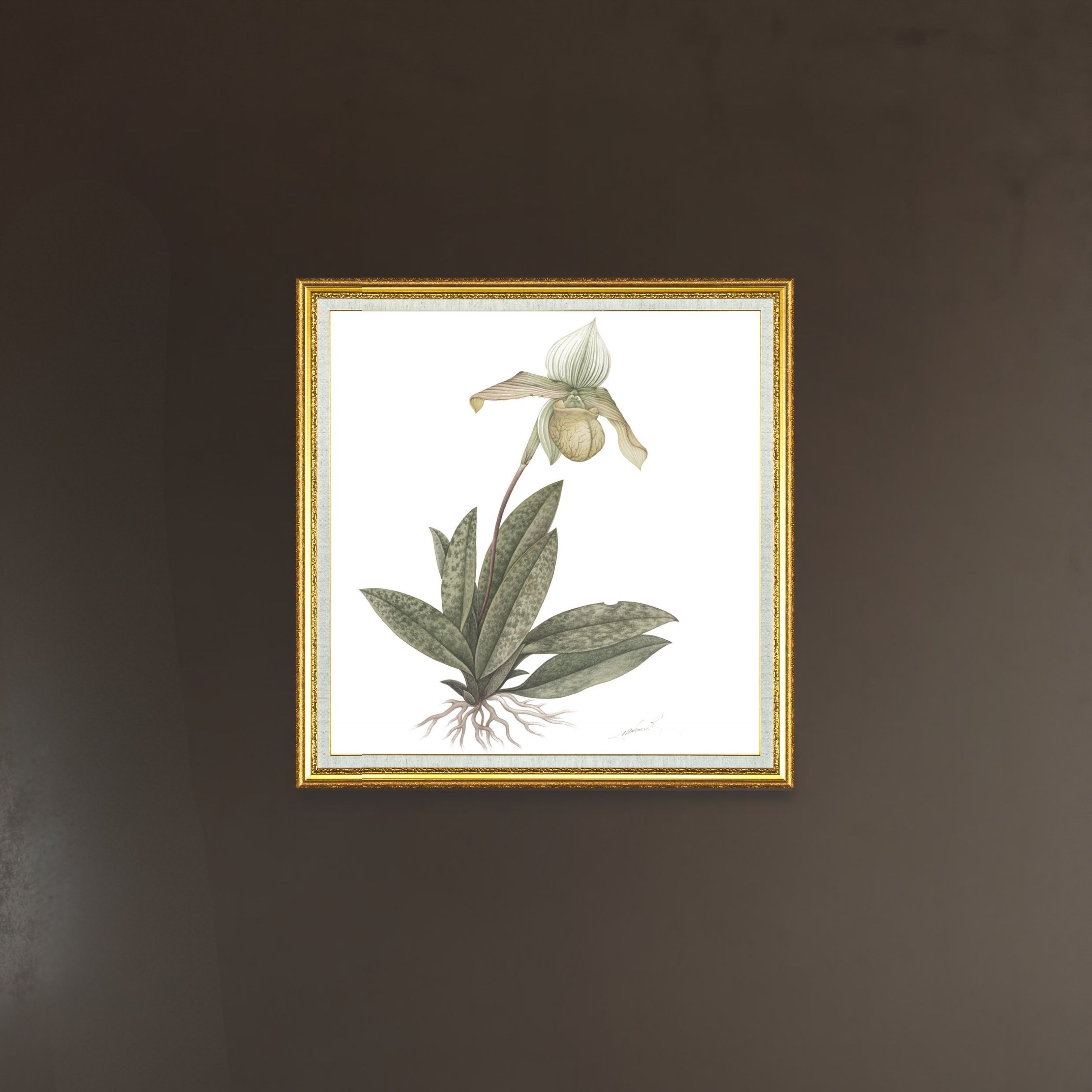 Orchid (Paphiopedilum Venustum Pfitzer)