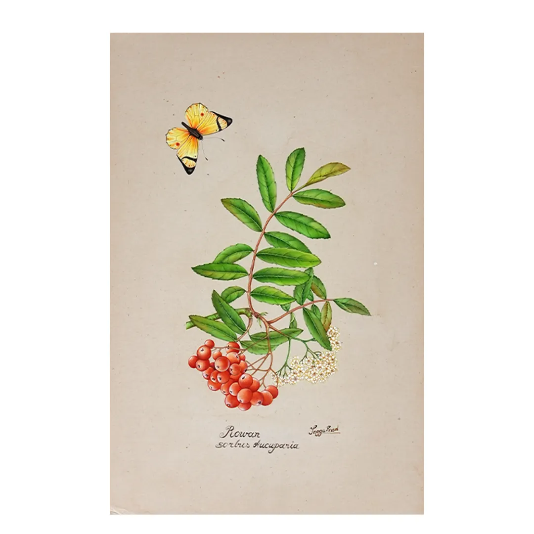 Rowan Branch with Berries