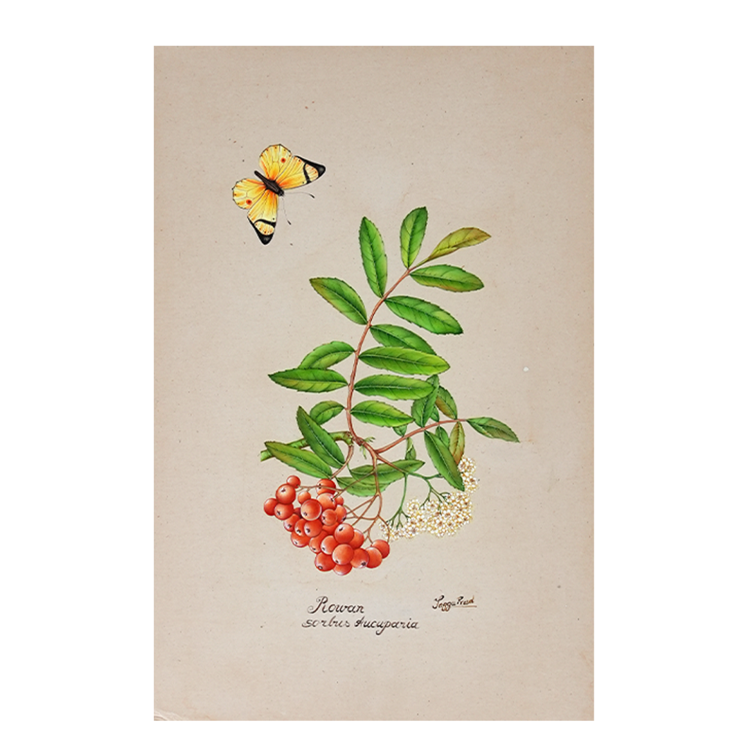 Rowan Branch with Berries