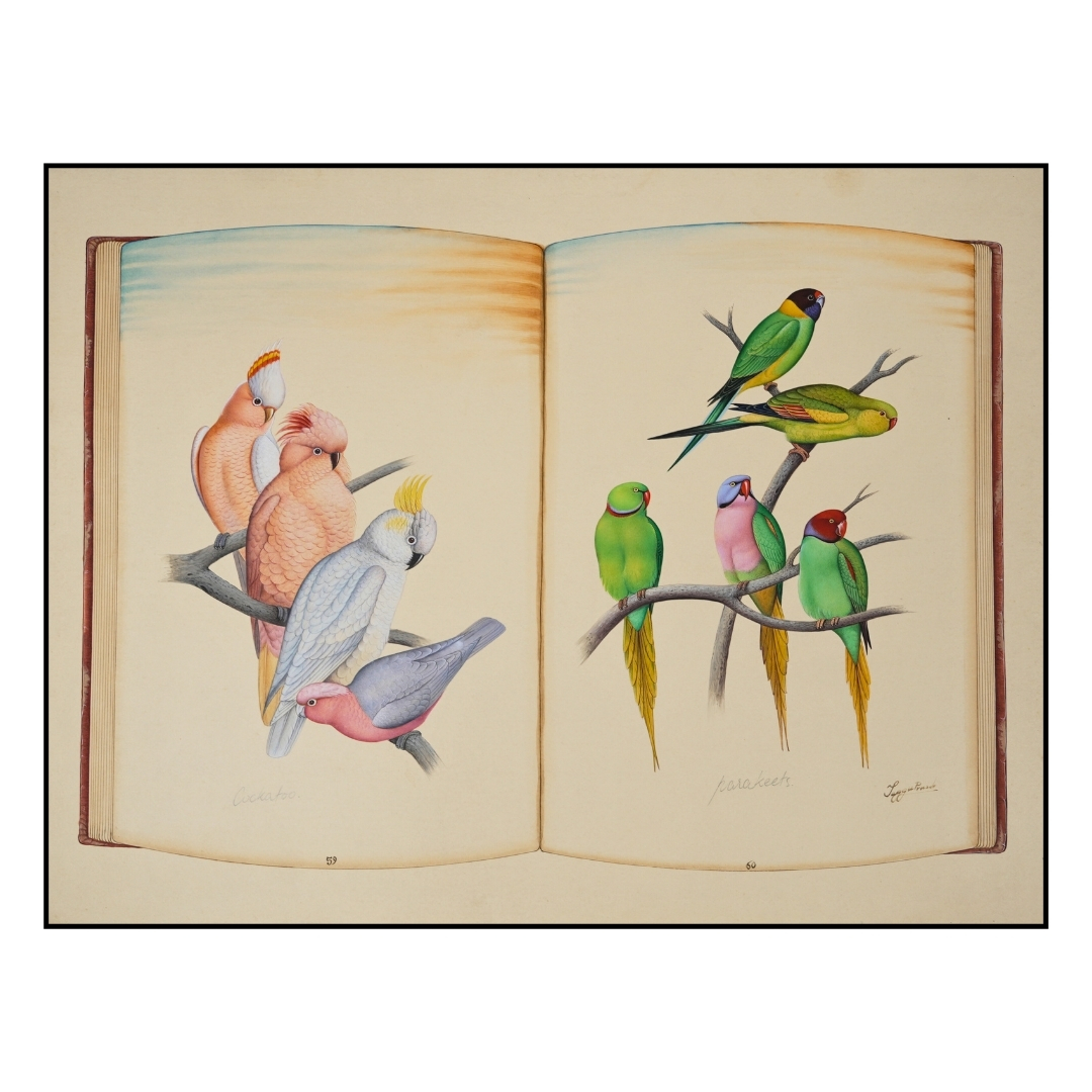 Conversations in Colour