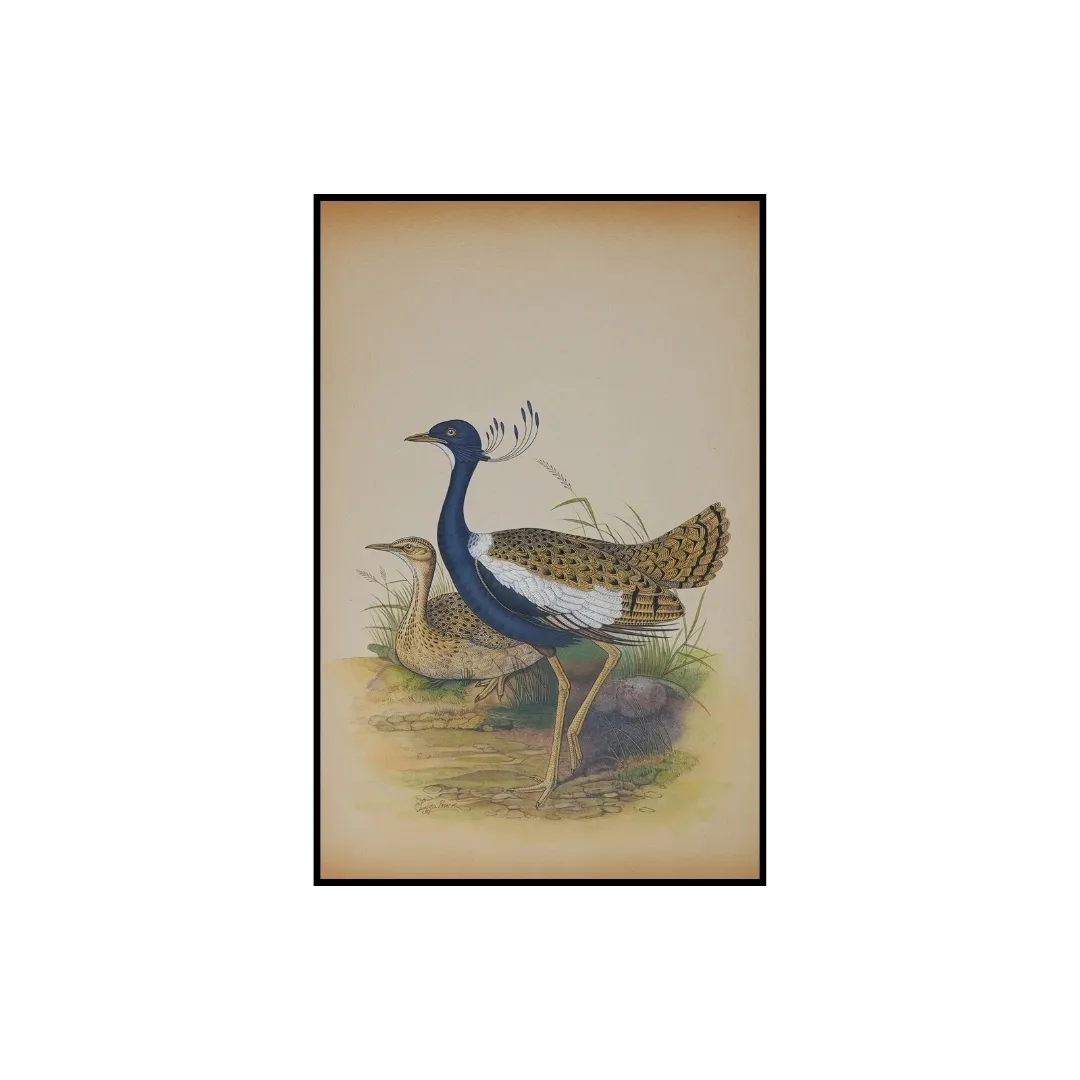Lilac-breasted Roller Study