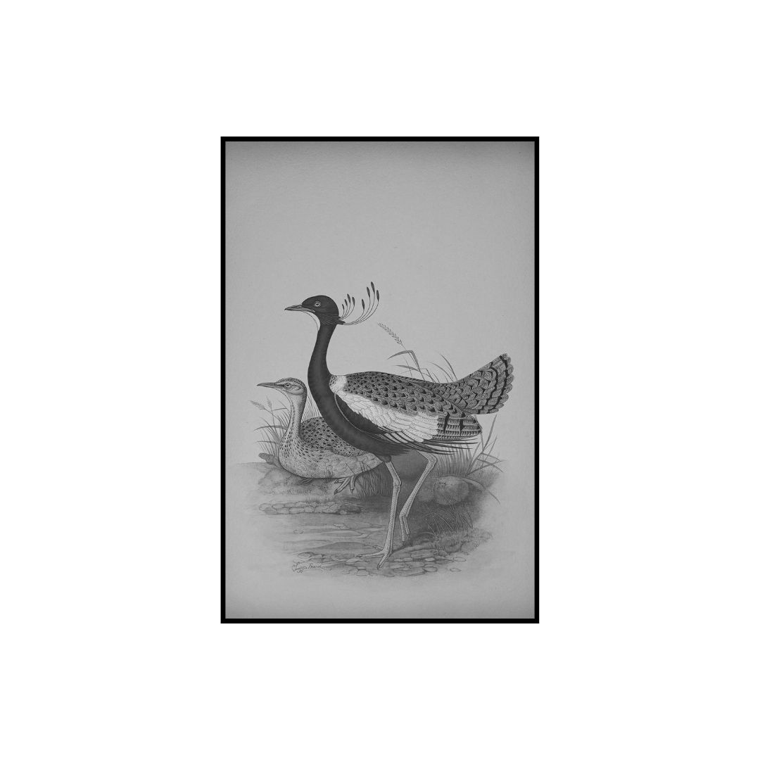 Lilac-breasted Roller Study