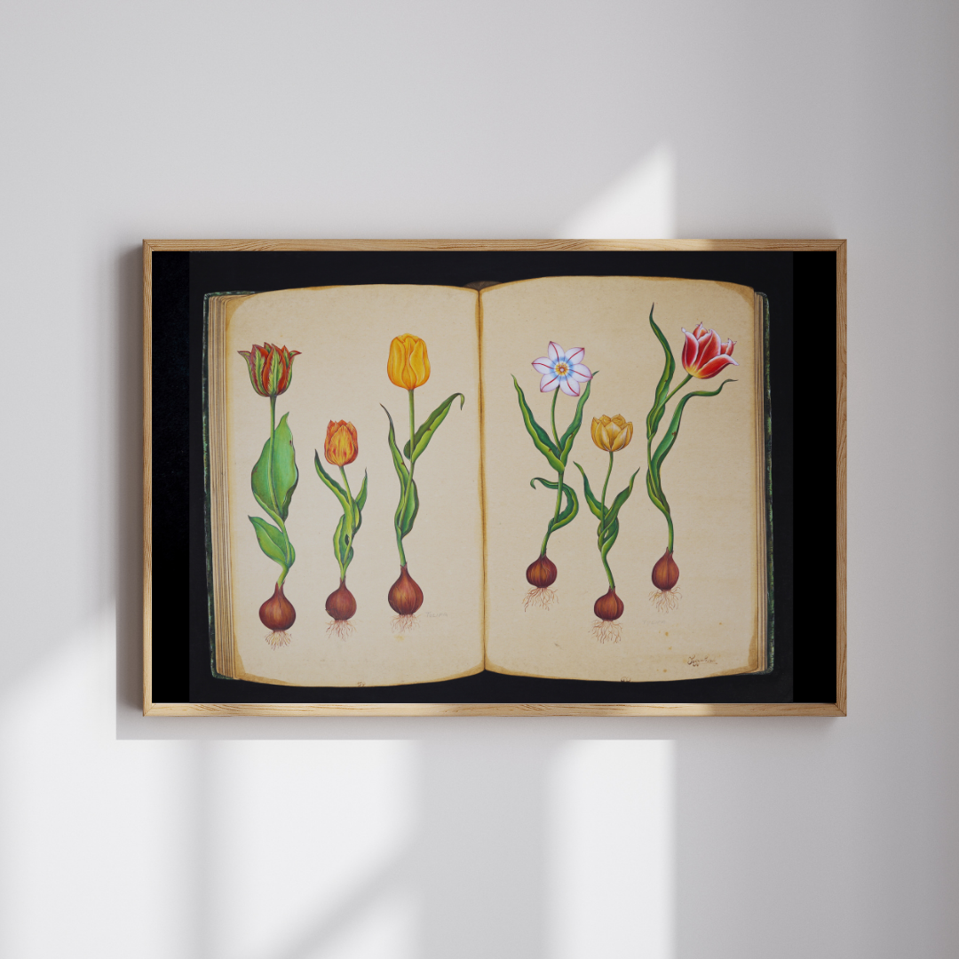 Tulip Study 