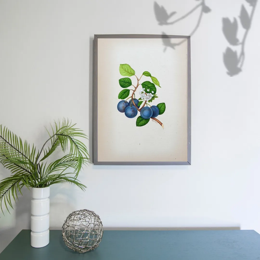Indigo Plum Study