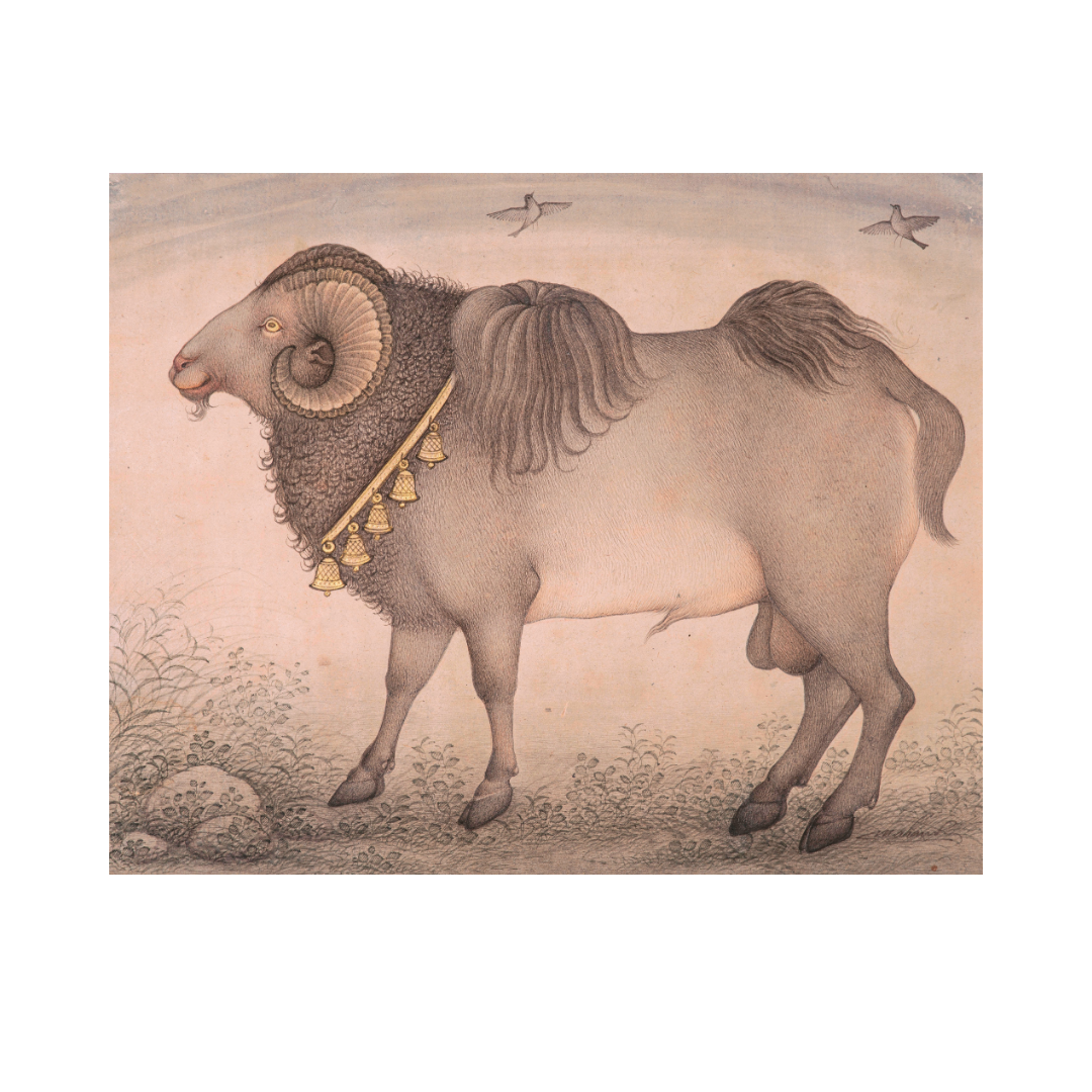 Strength of the Golden-Adorned Ram