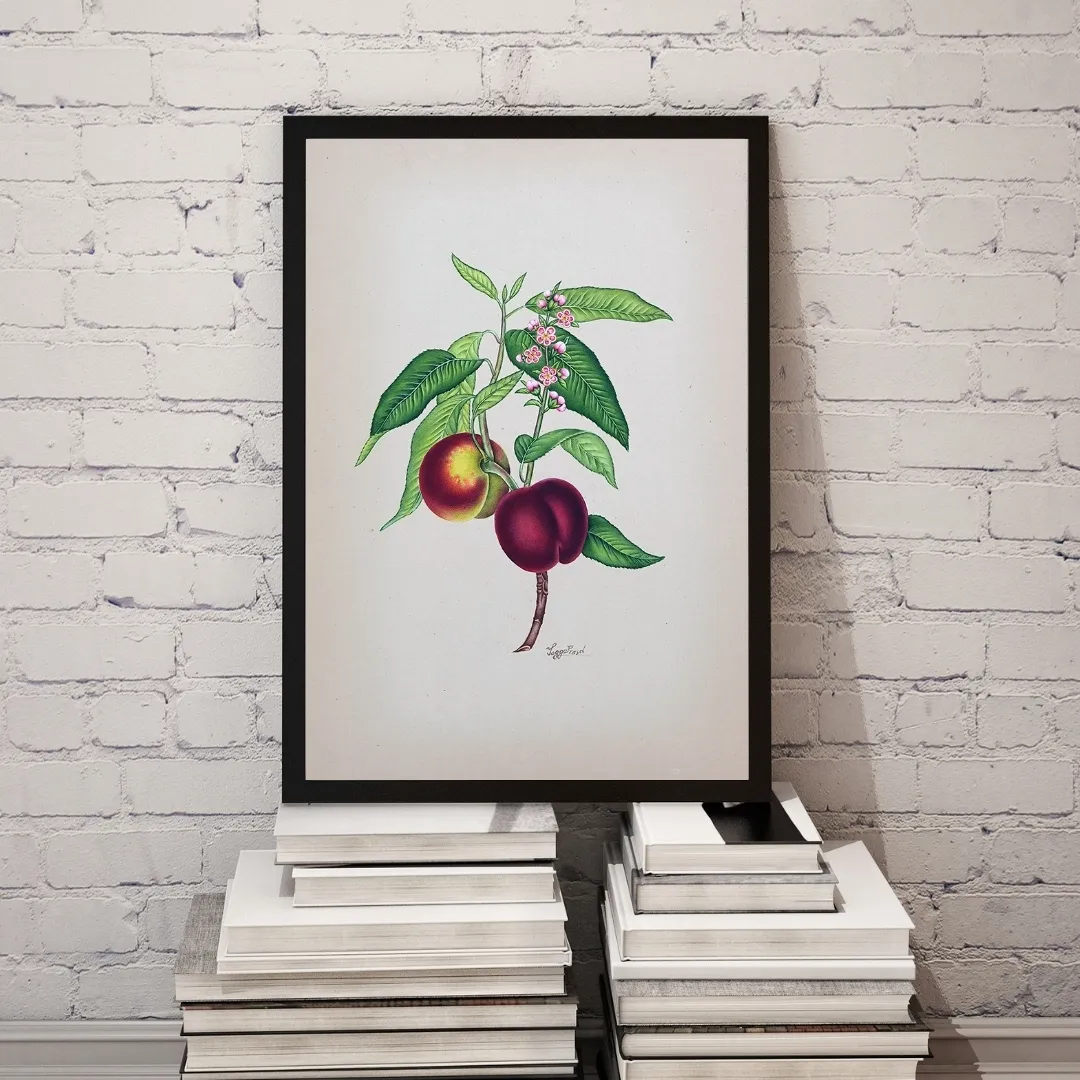Peach Blossom and Fruit