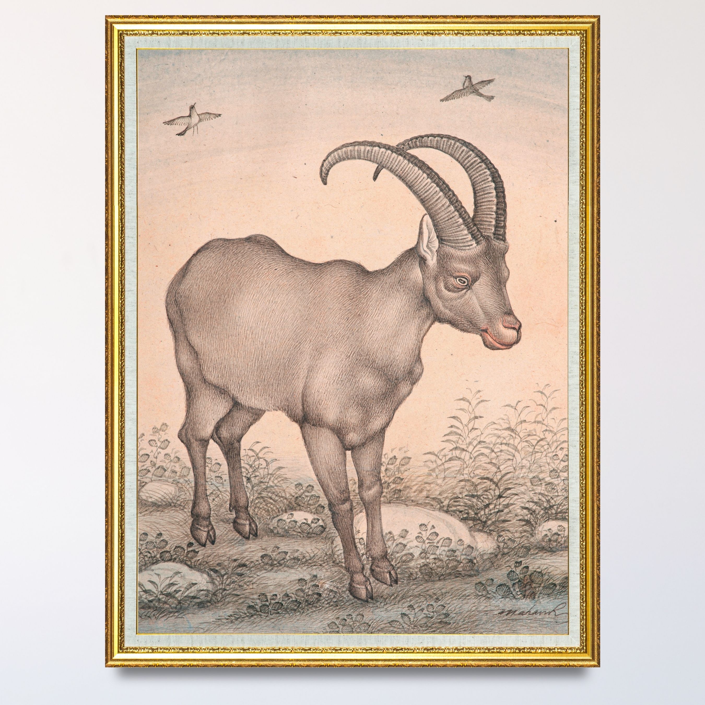 Still Presence of the Highland Wild Goat