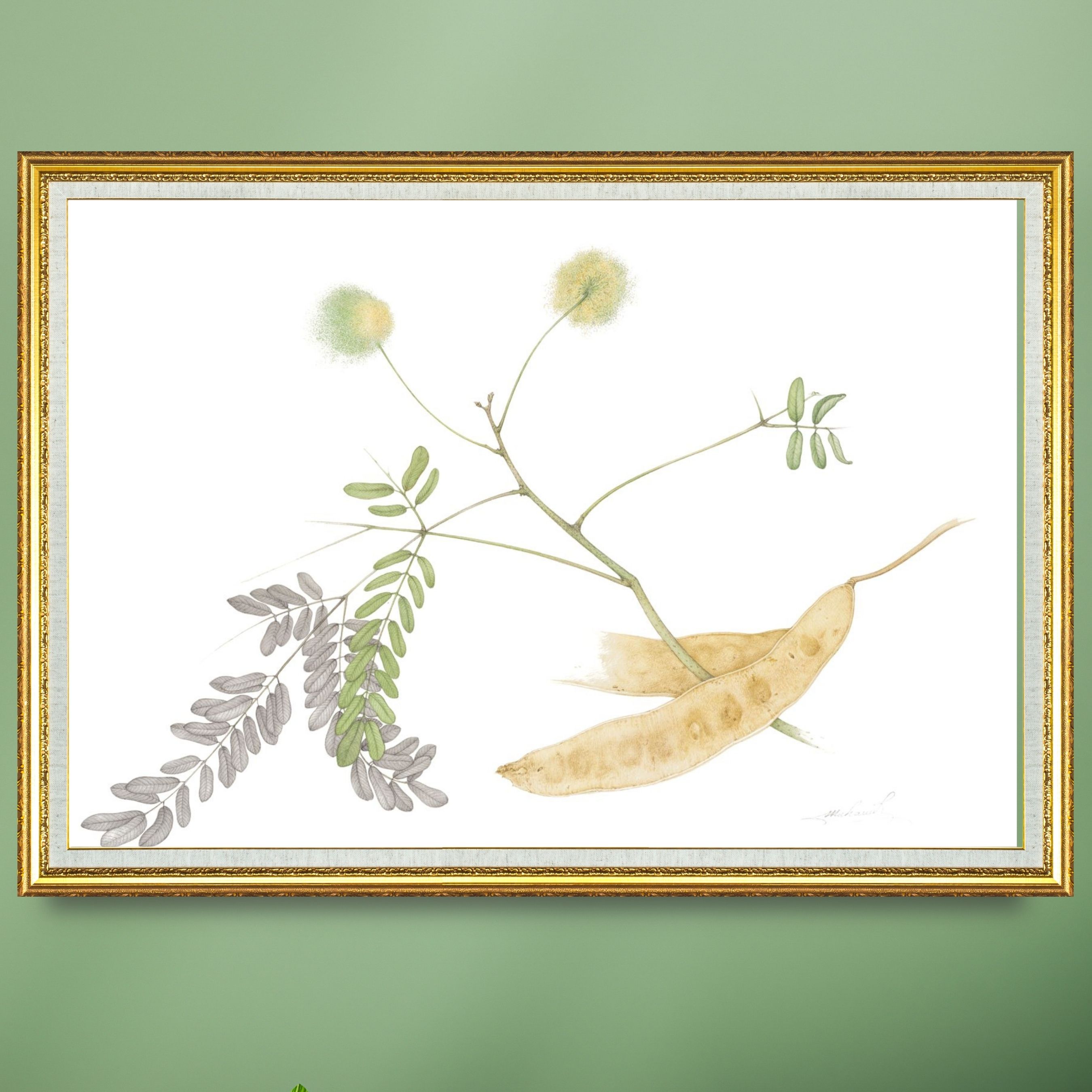 Shirisha (Albizia Lebbeck)