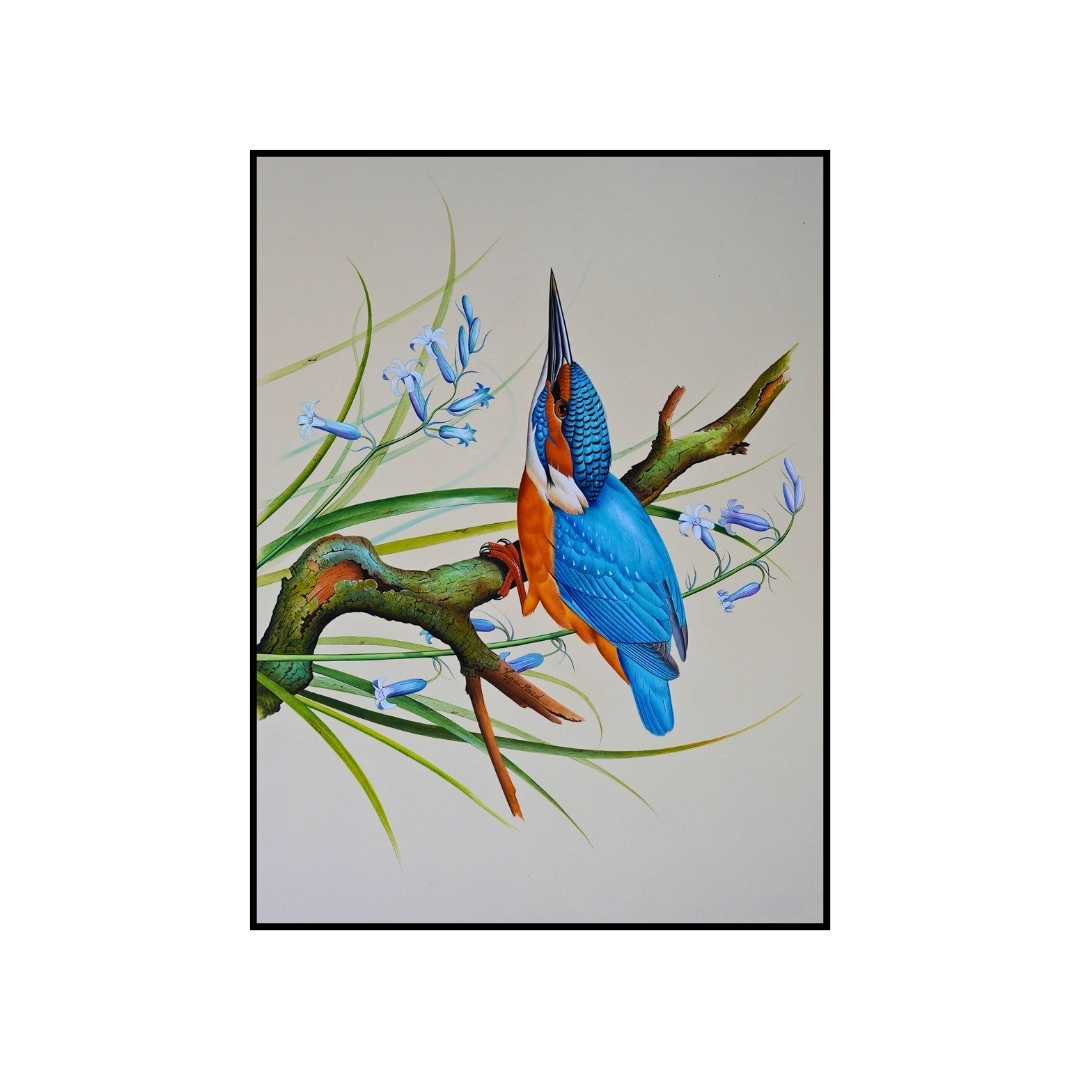 Azure Kingfisher 