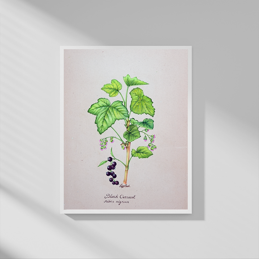 Botanicals 1 Product Image