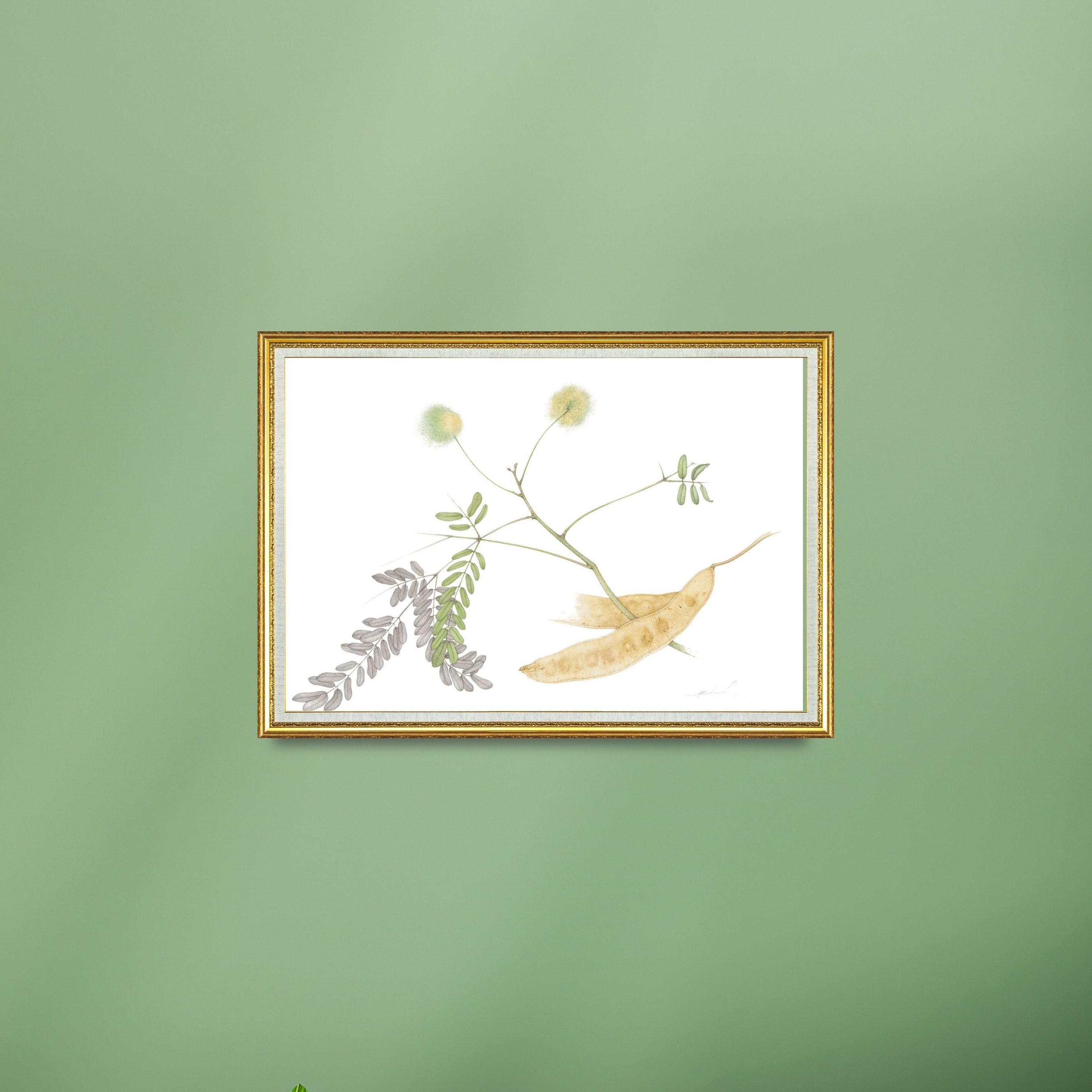 Shirisha (Albizia Lebbeck)