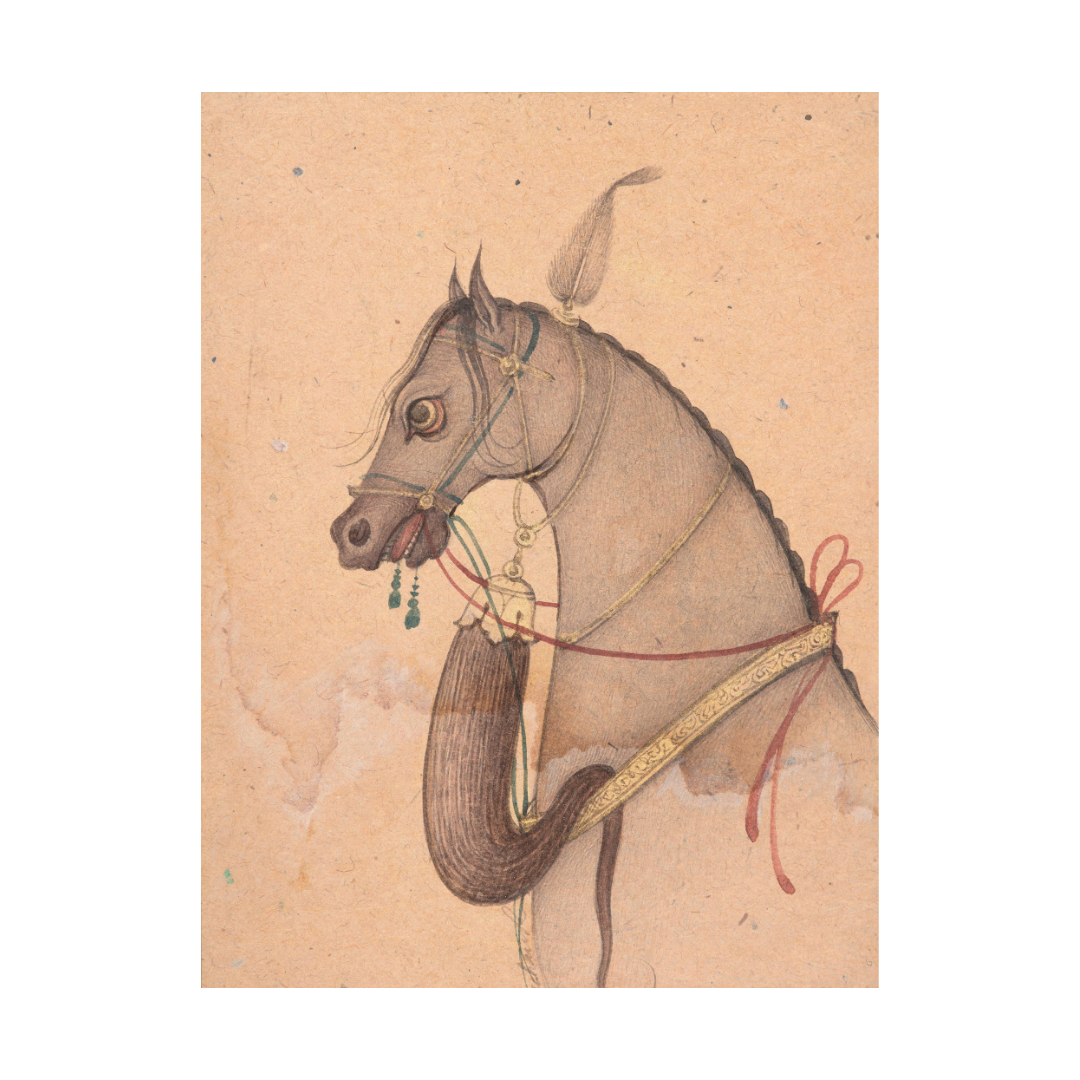 Profile of the Grey Steed