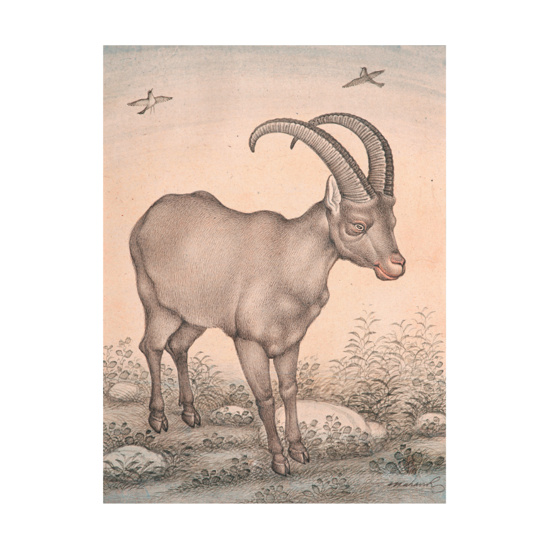 Still Presence of the Highland Wild Goat