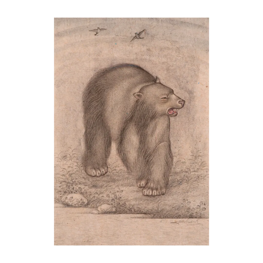 Quiet Roam of the Forest Bear