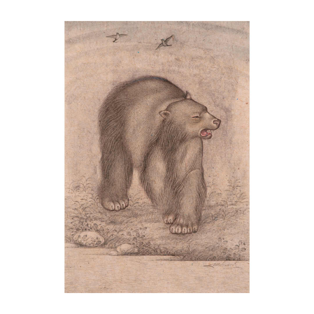 Quiet Roam of the Forest Bear